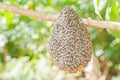 Honeybee swarm hanging Royalty Free Stock Photo