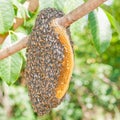 Honeybee swarm Royalty Free Stock Photo