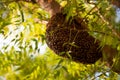 Honeybee swarm hanging on the tree Royalty Free Stock Photo
