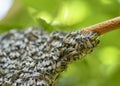 Honeybee swarm hanging at tree in nature Royalty Free Stock Photo