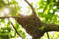 Honeybee swarm hanging at the tree in nature Royalty Free Stock Photo