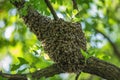 Honeybee swarm hanging at the tree in nature Royalty Free Stock Photo