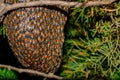 Honeybee swarm hanging at the tree in nature Royalty Free Stock Photo