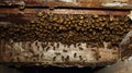 Honeybee Swarm on Wooden Structure