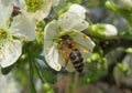 Bee on sweet-cherry flowers in the garden, closeup Royalty Free Stock Photo