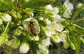 Bee on sweet-cherry flowers in the garden, closeup Royalty Free Stock Photo