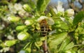 Bee on sweet-cherry flowers in the garden, closeup Royalty Free Stock Photo