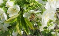 Bee on sweet-cherry flowers in the garden, europe Royalty Free Stock Photo
