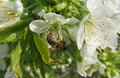 Bee on sweet-cherry flowers in the garden, europe Royalty Free Stock Photo