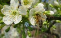 Bee on sweet-cherry flowers in the garden, europe Royalty Free Stock Photo