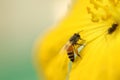 A honeybee taking nectar from an beautiful yellow flower