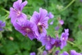 Honeybee taking nectar from a geranium