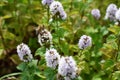 Honeybee taking nectar from white mint flowers