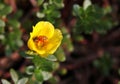 Honeybee taking nectar from yellow Wingpod Purslane