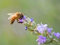 Honeybee on the tip of a stem of English Lavender