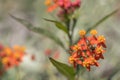 Honeybee on Tropical milkweed Asclepias curassavica