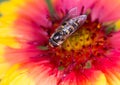 Extreme close up of a honey bee resting on a pink and white Gerbera Daisy flower head Royalty Free Stock Photo