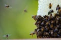 Honeybee on wax honeycomb Royalty Free Stock Photo