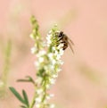 Honeybee on White Blossom Sweet Clover Flower with Terracotta background