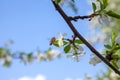 Honeybee on white flower of apple tree collecting pollen and nectar to make sweet honey with medicinal benefits