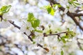 Honeybee on white flower of apple tree collecting pollen and nectar to make sweet honey with medicinal benefits