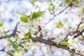 Honeybee on white flower of apple tree collecting pollen and nectar to make sweet honey with medicinal benefits