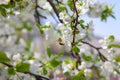 Honeybee on white flower of apple tree collecting pollen and nectar to make sweet honey with medicinal benefits