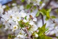 Honeybee on white flower of apple tree collecting pollen and nectar to make sweet honey with medicinal benefits