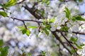 Honeybee on white flower of apple tree collecting pollen and nectar to make sweet honey with medicinal benefits