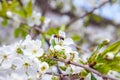 Honeybee on white flower of apple tree collecting pollen and nectar to make sweet honey with medicinal benefits