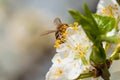 Honeybee on white plum flowers macro Royalty Free Stock Photo