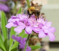 Honeybee on Wild Flower 3