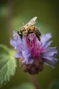 Honeybee on a Wild Flower, generative ai