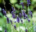 Honeybee on wild-growing lavender, eco concept, pollination, insect in its natural habitat,