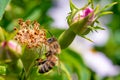 Honeybee on a wild rose