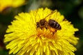 Honeybee on wild yellow flower