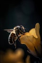 Honeybee on a Wild Yellow Flower, generative ai