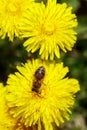 Honeybee on wild yellow flowers