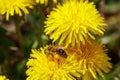 Honeybee on wild yellow flowers