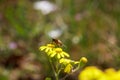 Honeybee on wild yellow flowers