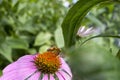 Honeybee worker on a pink orange coneflower in a garden collecting pollen Royalty Free Stock Photo