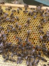 Honeybee workers on a National brood frame storing pollen and nectar Royalty Free Stock Photo
