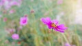 Honeybee working on pink cosmos flower in beautiful spring morning flower field blurred nature background Royalty Free Stock Photo