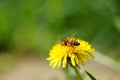 Honeybee on the yellow dandelion in the summer garden Royalty Free Stock Photo