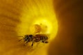 Honeybee in yellow flower