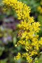 Honeybee on a yellow flower