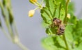 Honeybee on a yellow flower collecting pollen