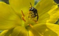 HONEYBEE on yellow flower EATING POLLEN