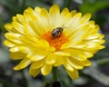 Honeybee on a Yellow Flower