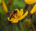 A honeybee on a yellow Yellow flower.